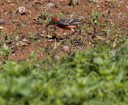 Image of Crimson Chat