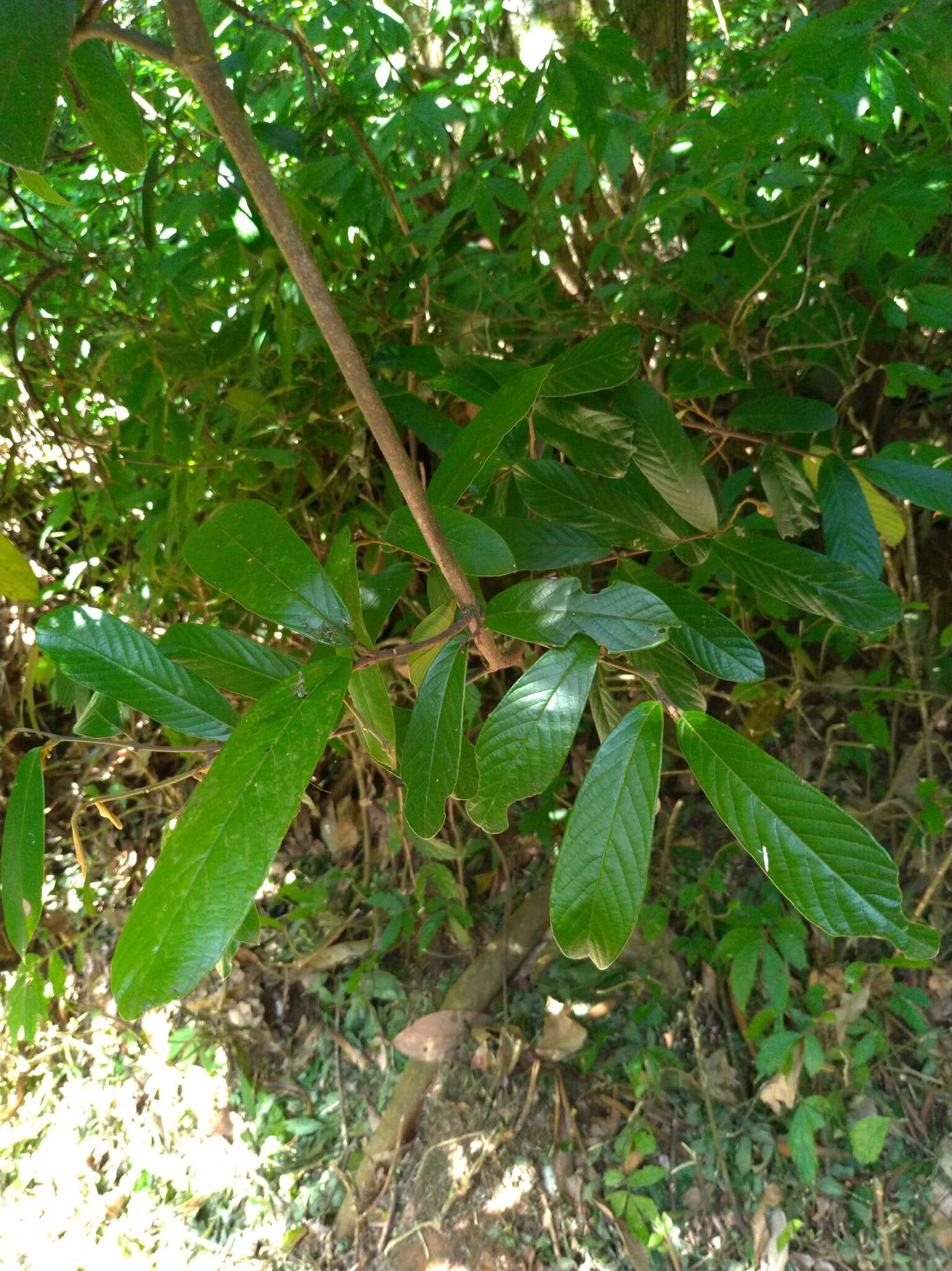 Image of Fissistigma oldhamii (Hemsl.) Merr.