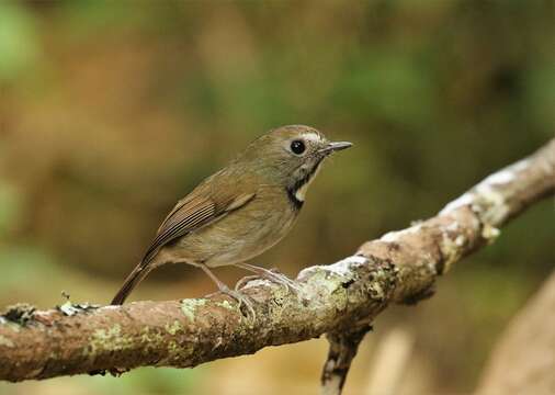 Image of White-gorgeted Flycatcher