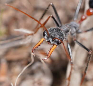 Image of Myrmecia rufinodis Smith 1858