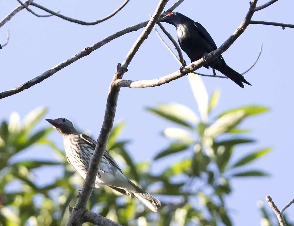 Image of Metallic Starling