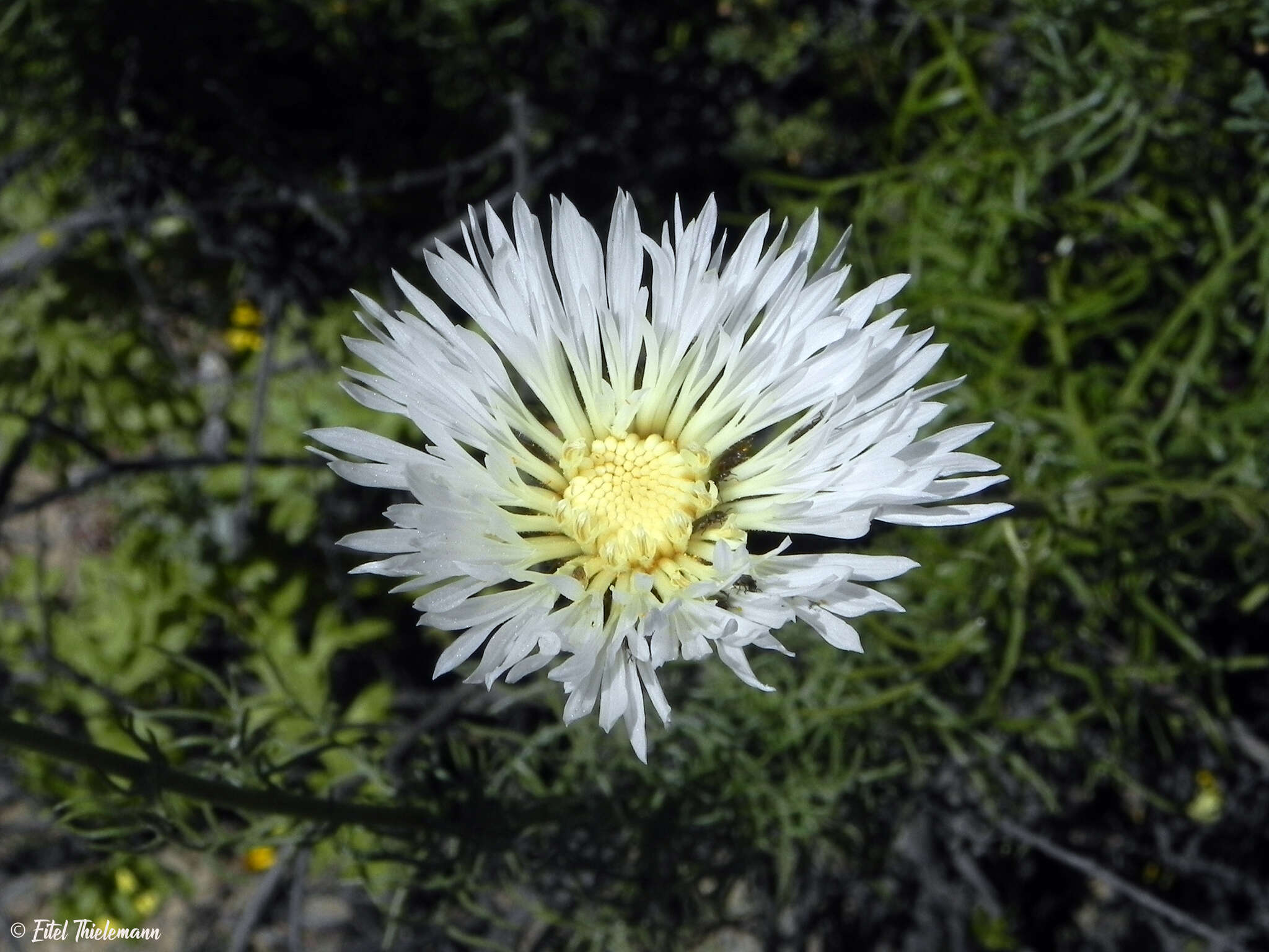 Image of Plectocephalus chilensis G. Don ex Loud.