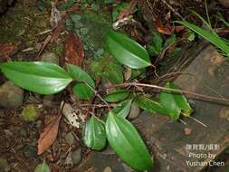 Image of Clematis crassifolia Benth.