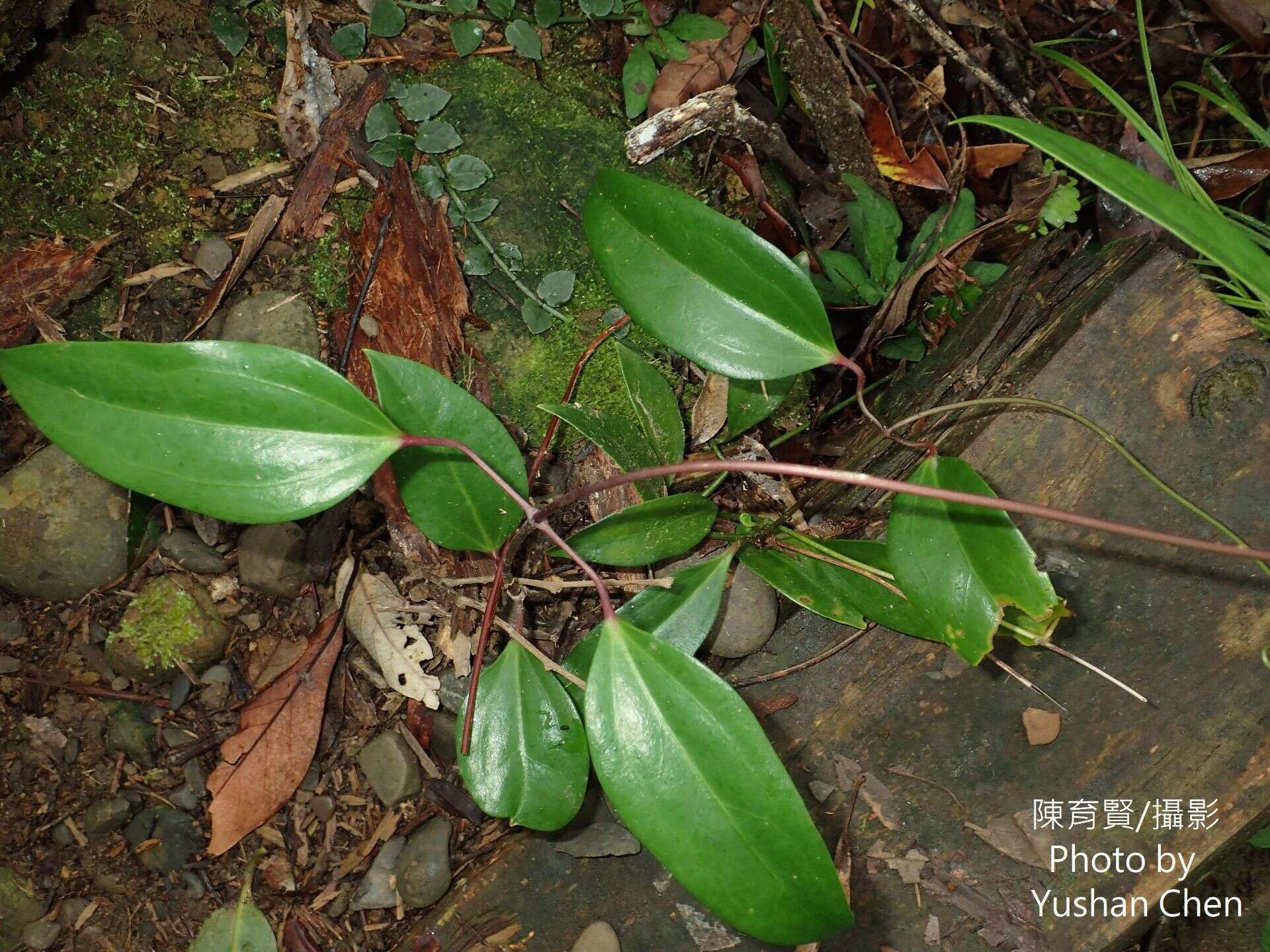 Image of Clematis crassifolia Benth.