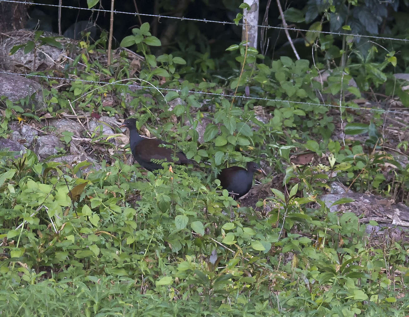 Image of Orange-footed Scrubfowl