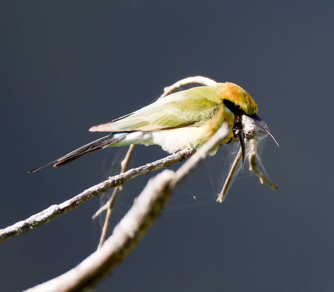 Image of Rainbow Bee-eater