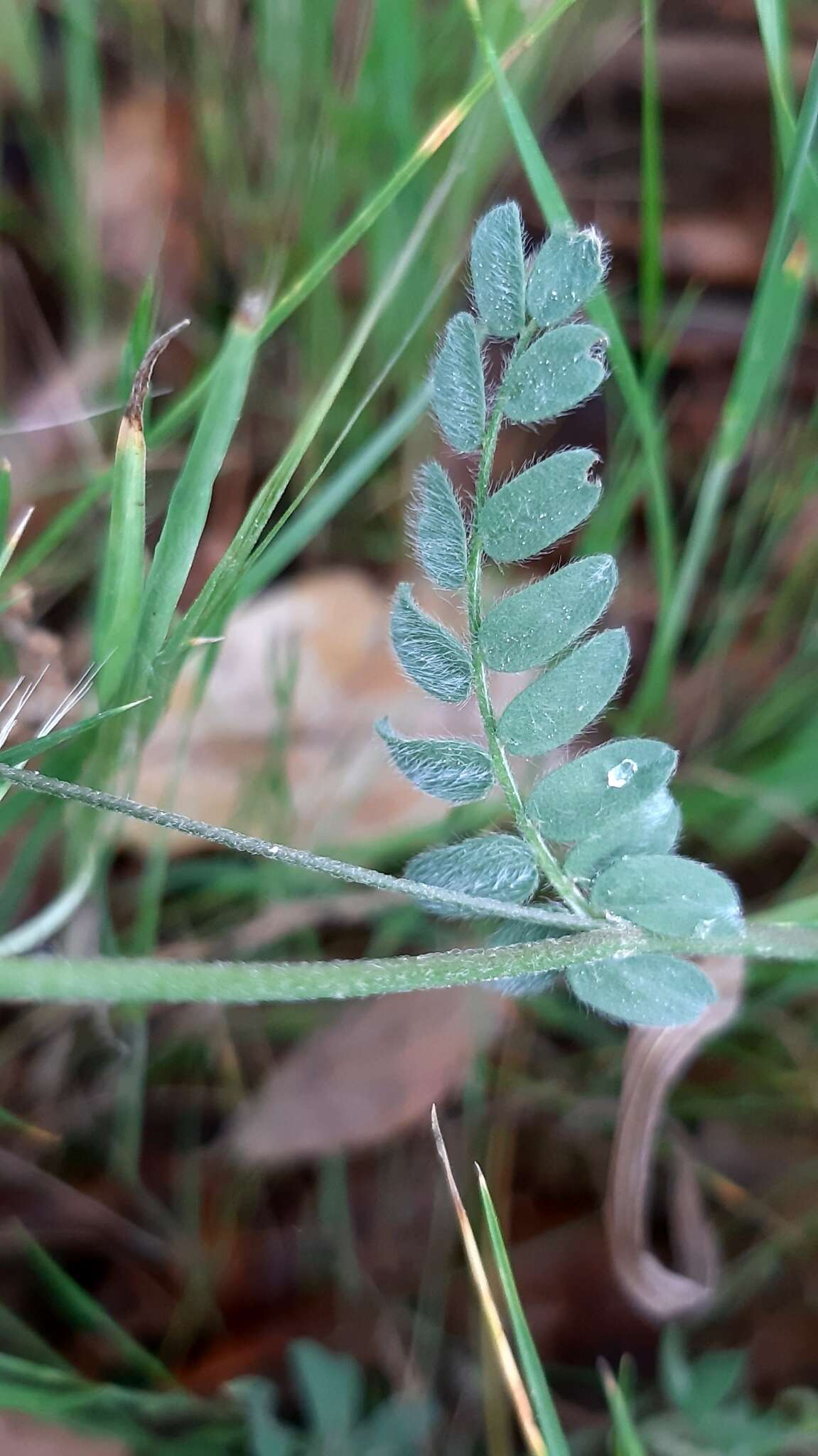 Imagem de Ornithopus sativus Brot.