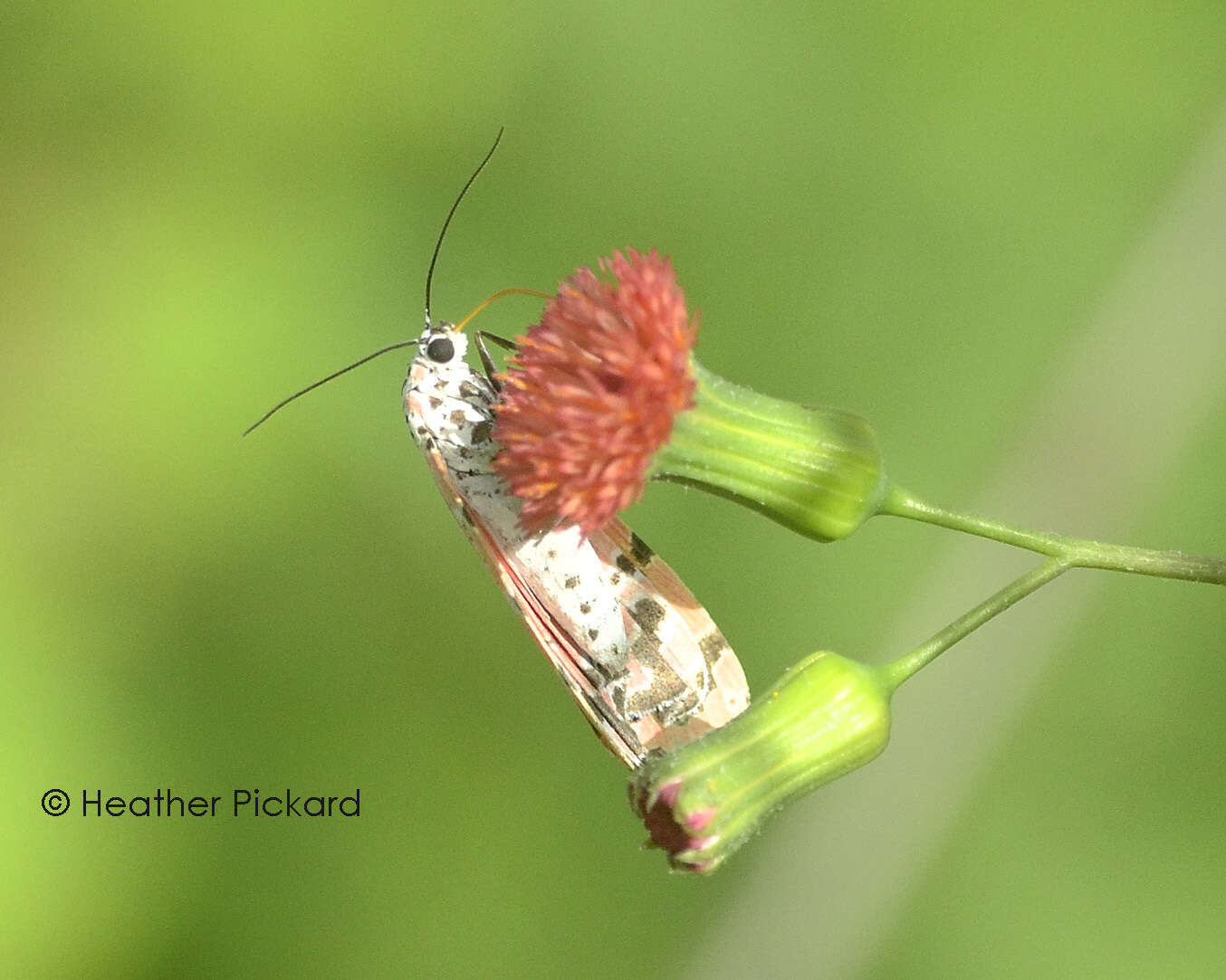 Sivun Utetheisa ornatrix Linnaeus 1758 kuva