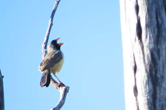 Image of Black-throated Saltator