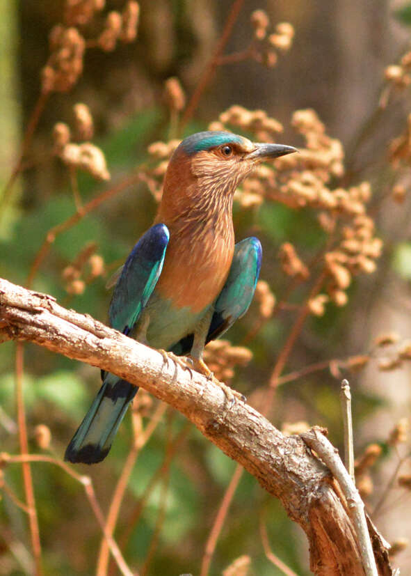 Image of Indian Roller