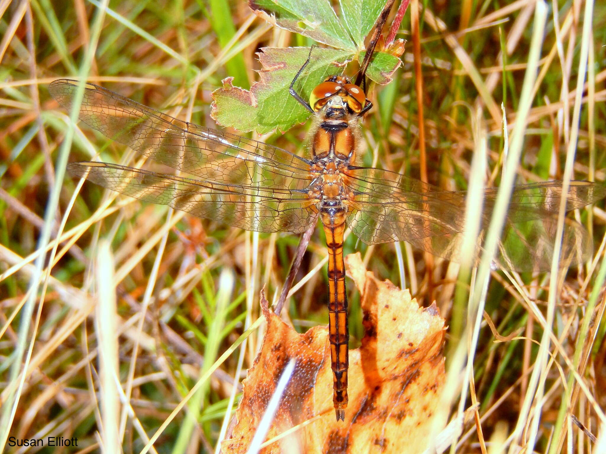 Image of Saffron-winged Meadowhawk