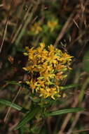 Sivun Hypericum adpressum W. C. P. Barton kuva