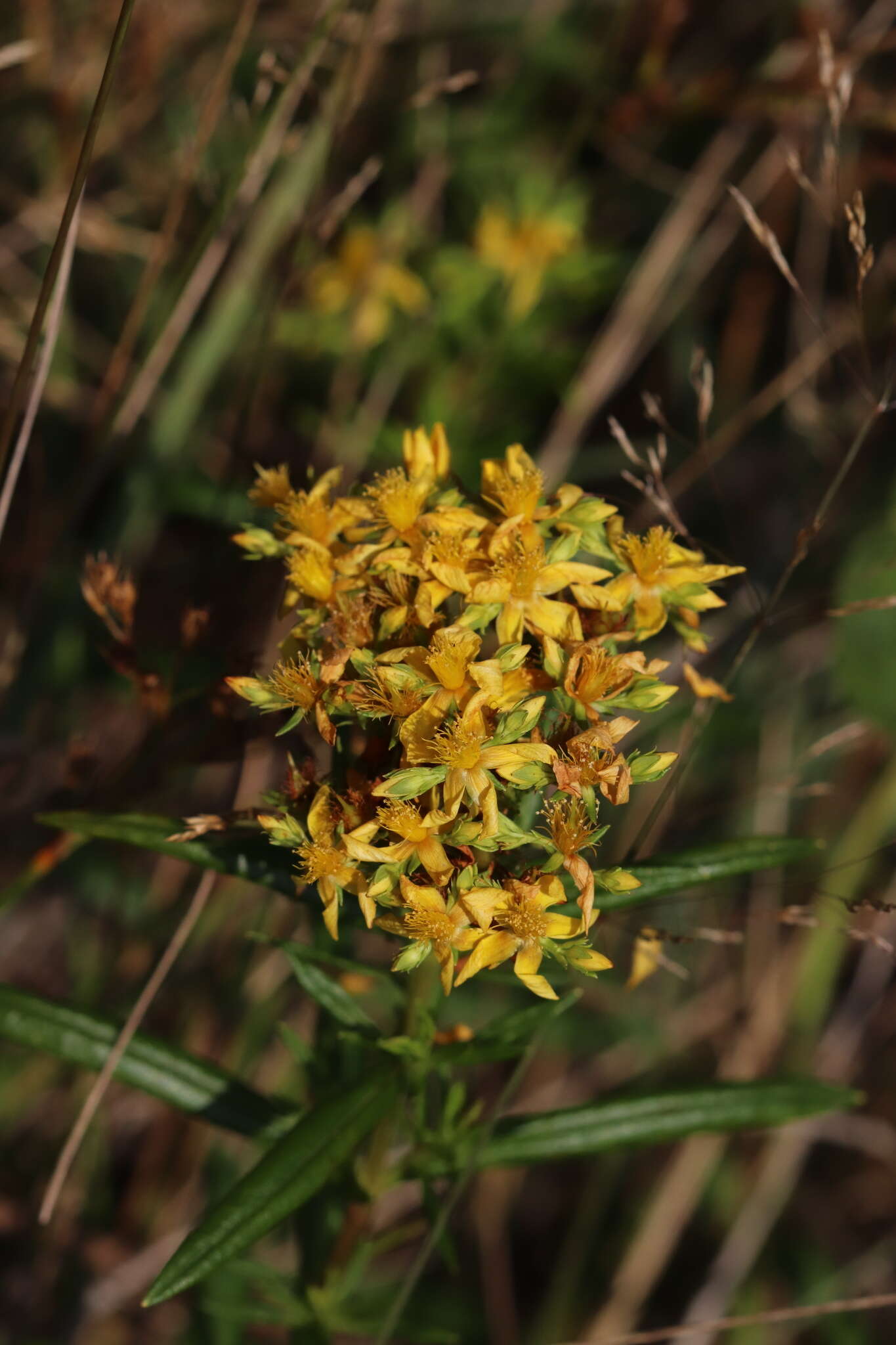 Sivun Hypericum adpressum W. C. P. Barton kuva