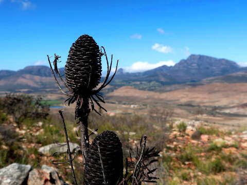 Imagem de Leucadendron comosum subsp. comosum