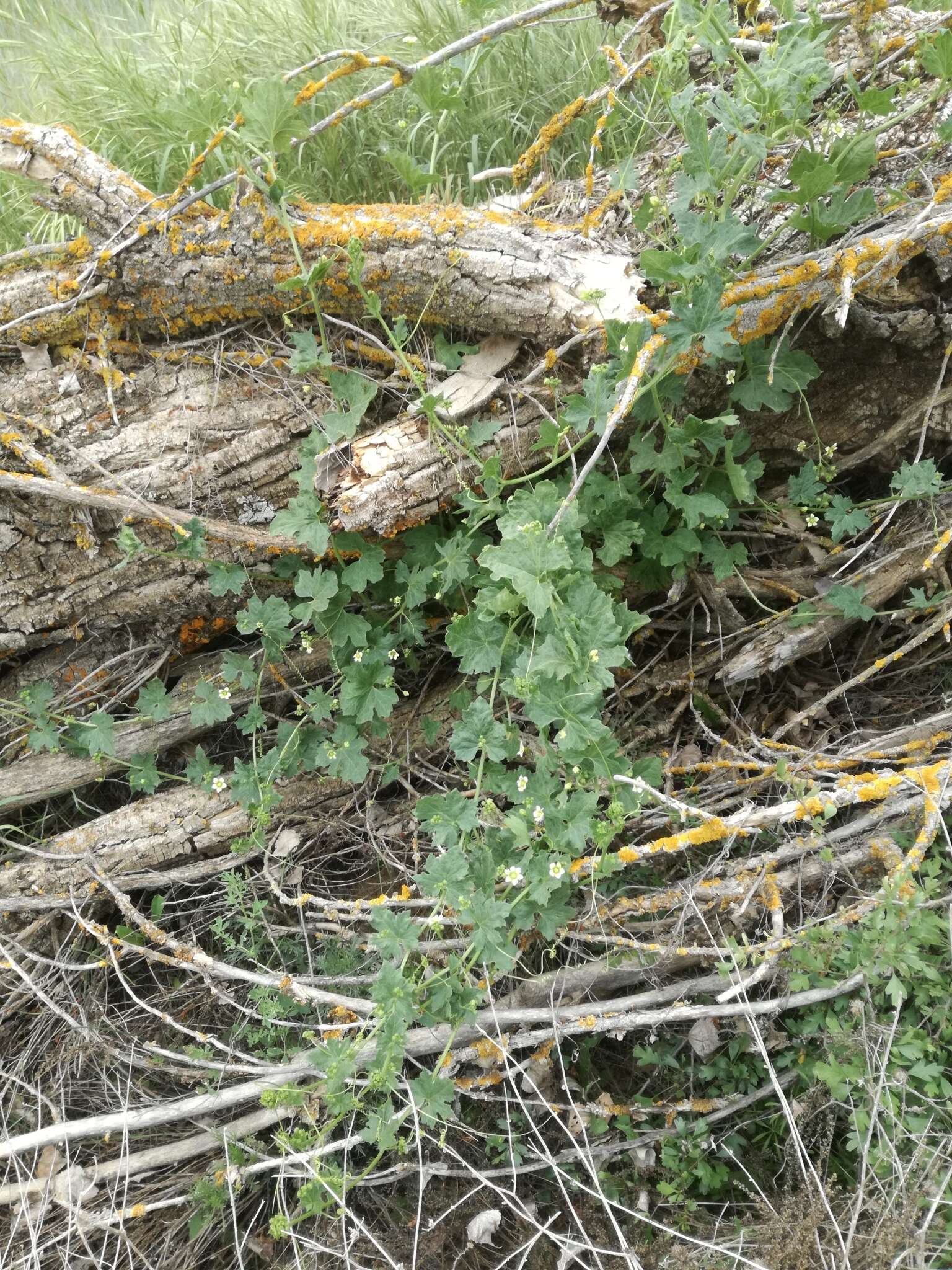 Image of white bryony