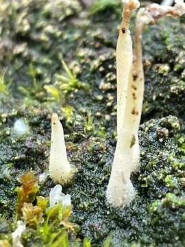 Image de Multiclavula corynoides (Peck) R. H. Petersen 1967