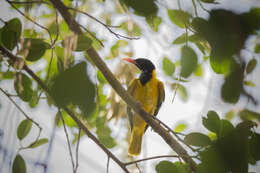 Image of Black-hooded Oriole