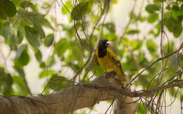 Image of Black-hooded Oriole