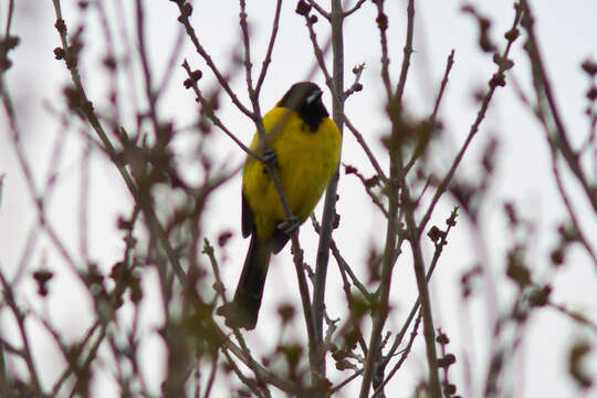 Image of Audubon's Oriole