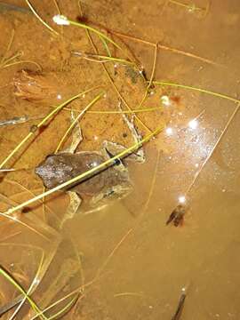 Image of Peters’ Dwarf Frog