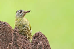 Image of Streak-throated Woodpecker