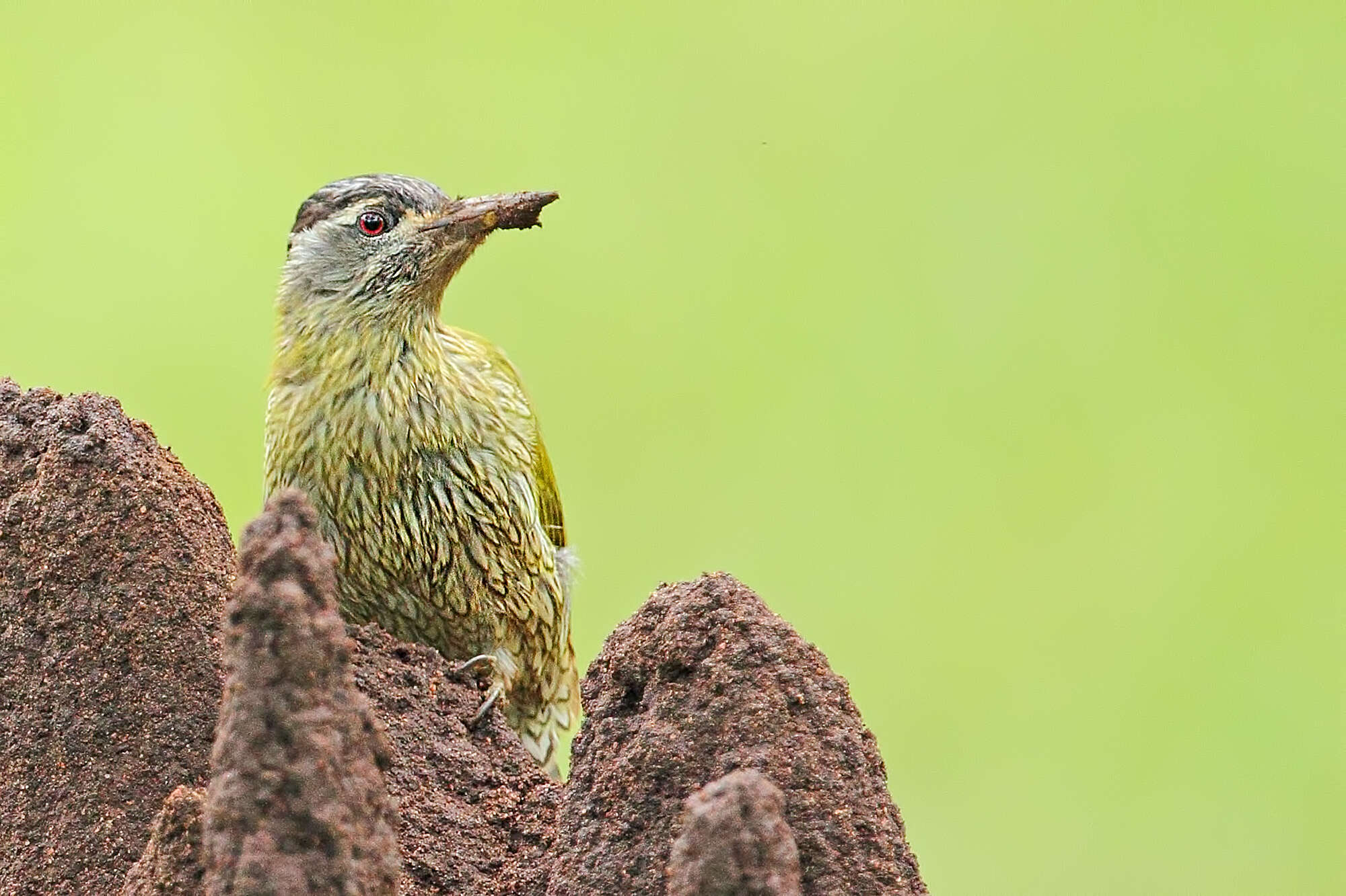 Picus xanthopygaeus (Gray, JE, Gray & GR 1847) resmi