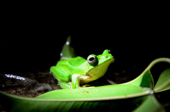 Image of Malabar Gliding Frog