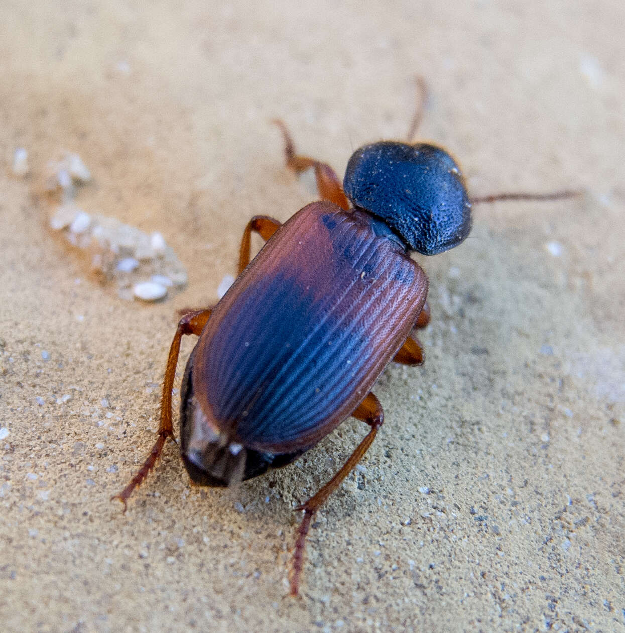 Image of Gynandromorphus etruscus (Quensel ex Schönherr 1806)