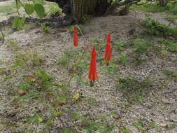 Imagem de Bessera tenuiflora (Greene) J. F. Macbr.