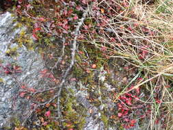 صورة Cotoneaster apiculatus Rehd. & E. H. Wilson