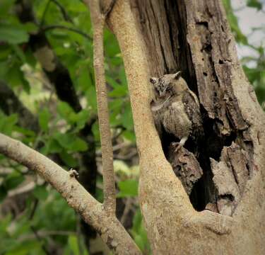 Image of Indian Scops Owl