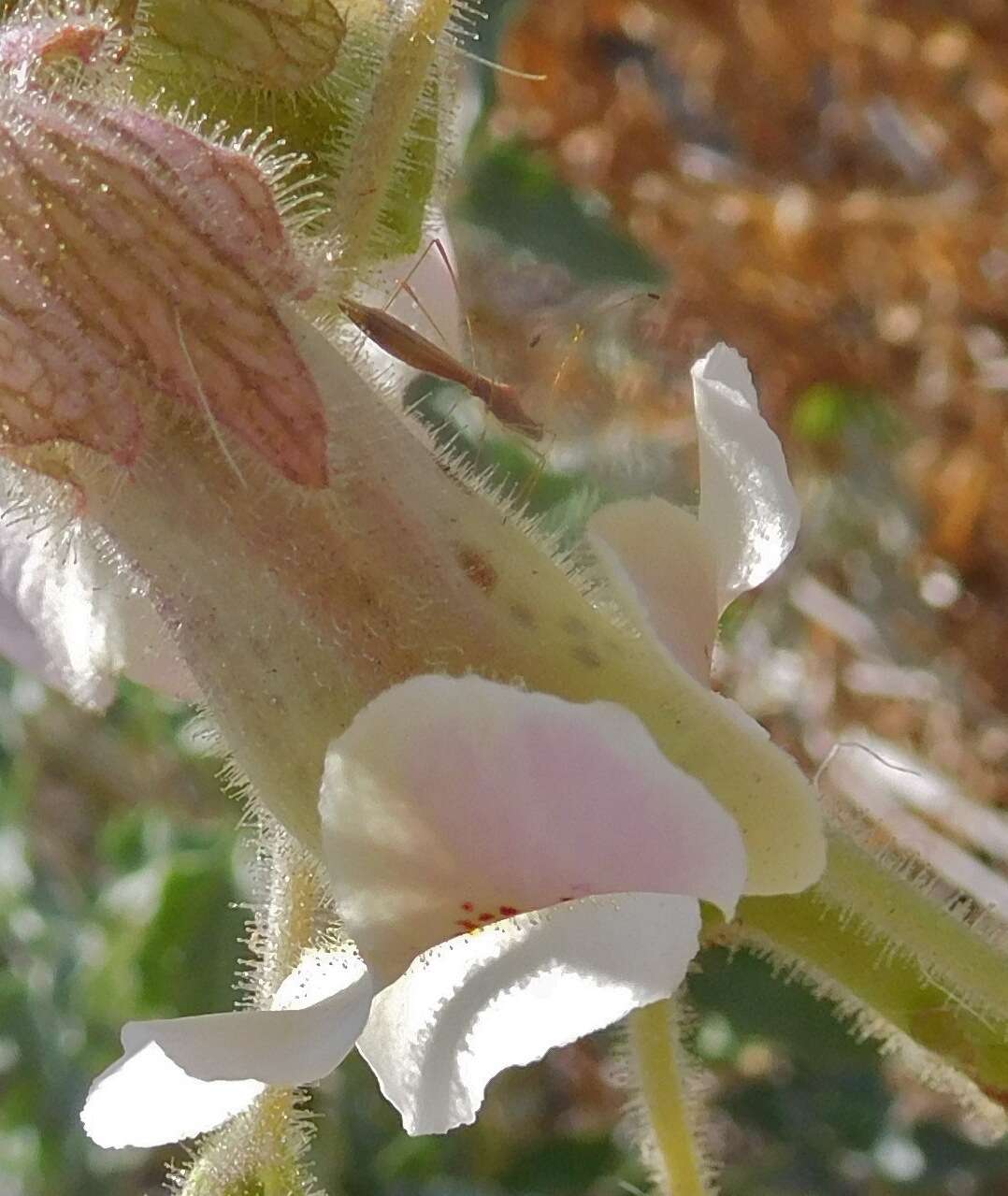 Image of Spined Stilt Bug