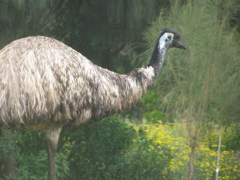 Image of cassowaries and relatives