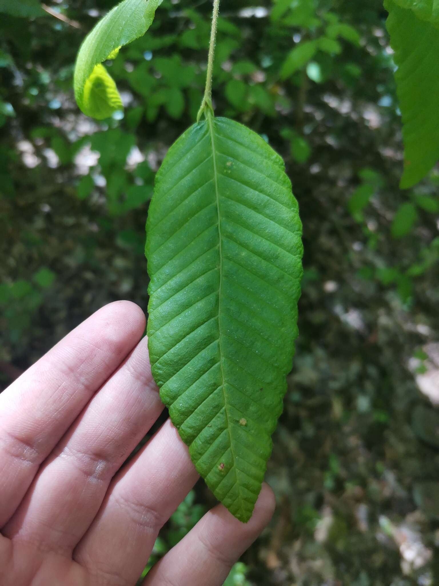 Image de Nothofagus alpina (Poepp. & Endl.) Oerst.