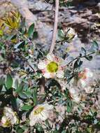 Image of Leptospermum macrocarpum (Maiden & Betche) J. Thompson