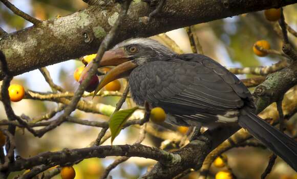 Image of Malabar Grey Hornbill