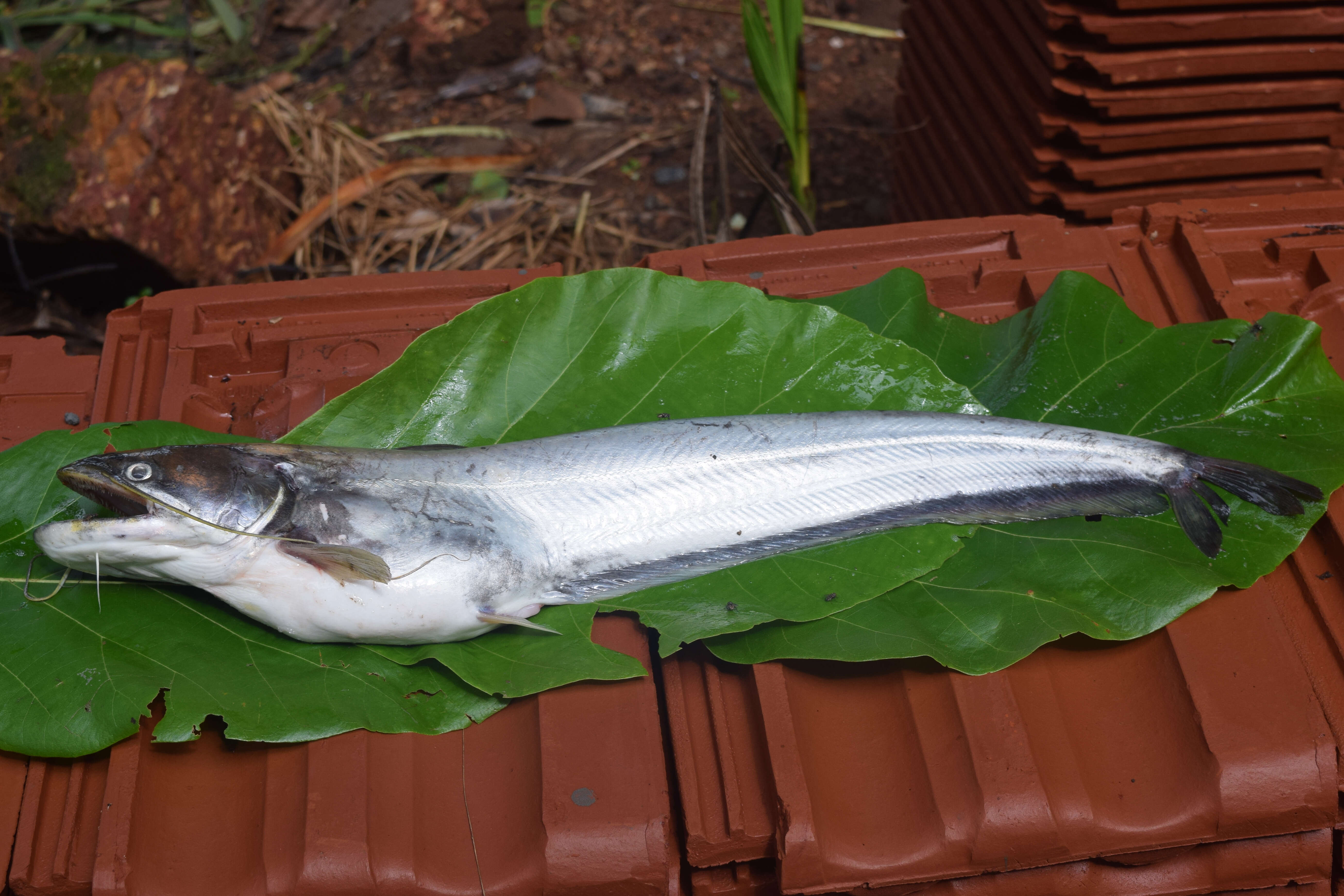 Image of Great white sheatfish