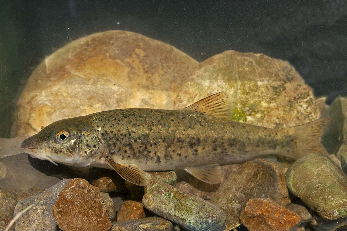 Image of Large-spot Barbel