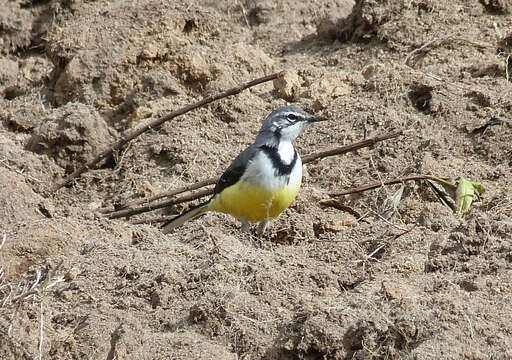 Image of Madagascan Wagtail