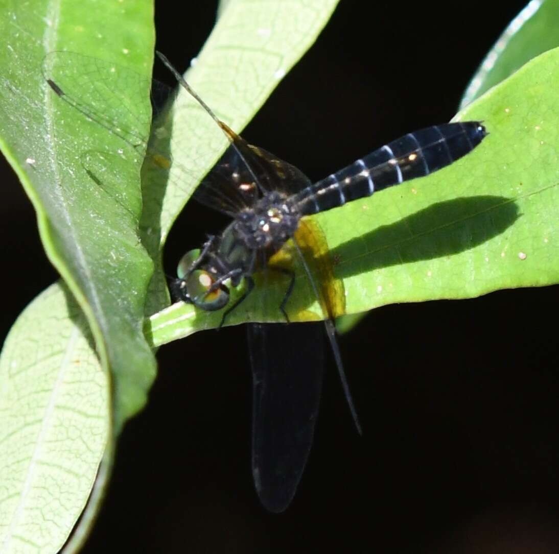 Imagem de Nannophyopsis Lieftinck 1935