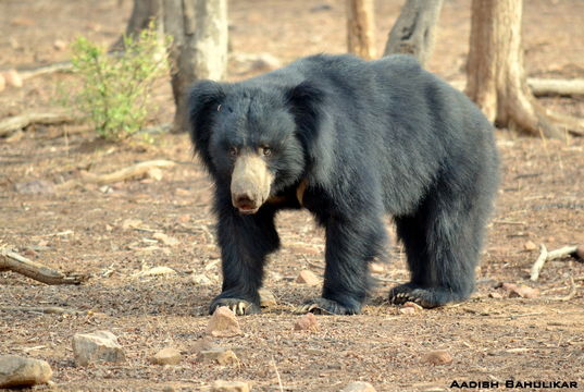 Image of Sloth Bear