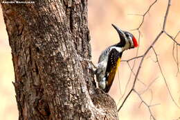 Image of Black-rumped Flameback