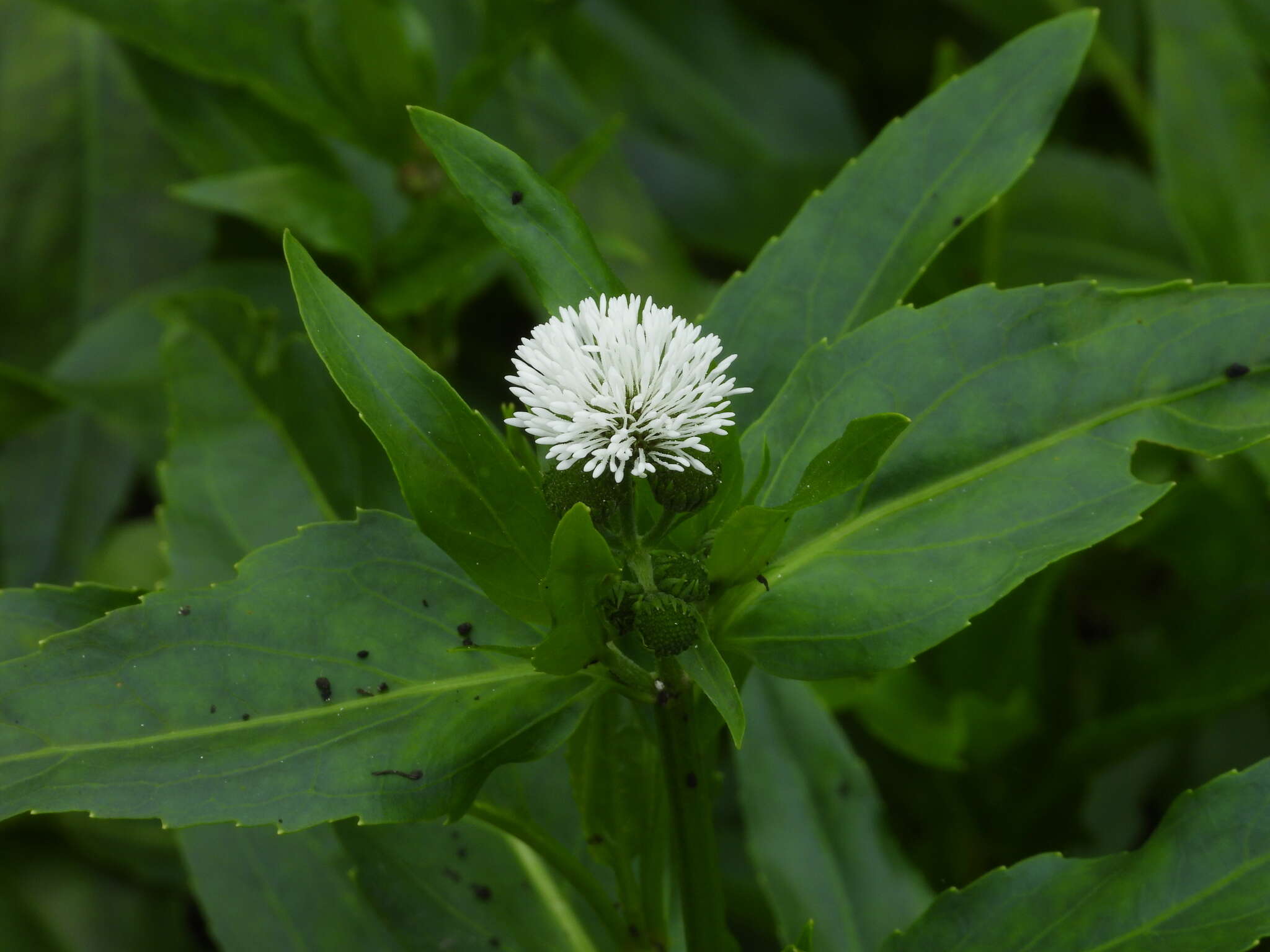 Image of Gymnocoronis