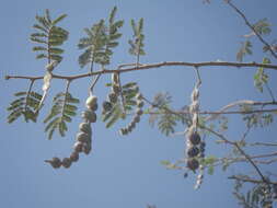 Plancia ëd Vachellia nilotica subsp. tomentosa (Benth.) Kyal. & Boatwr.