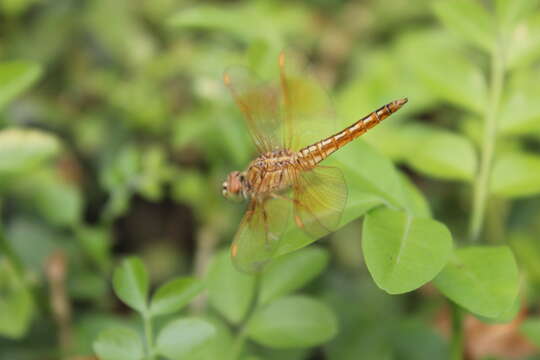 صورة Brachythemis contaminata (Fabricius 1793)