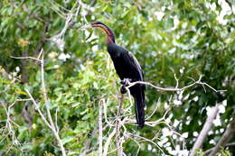 Image of African Darter