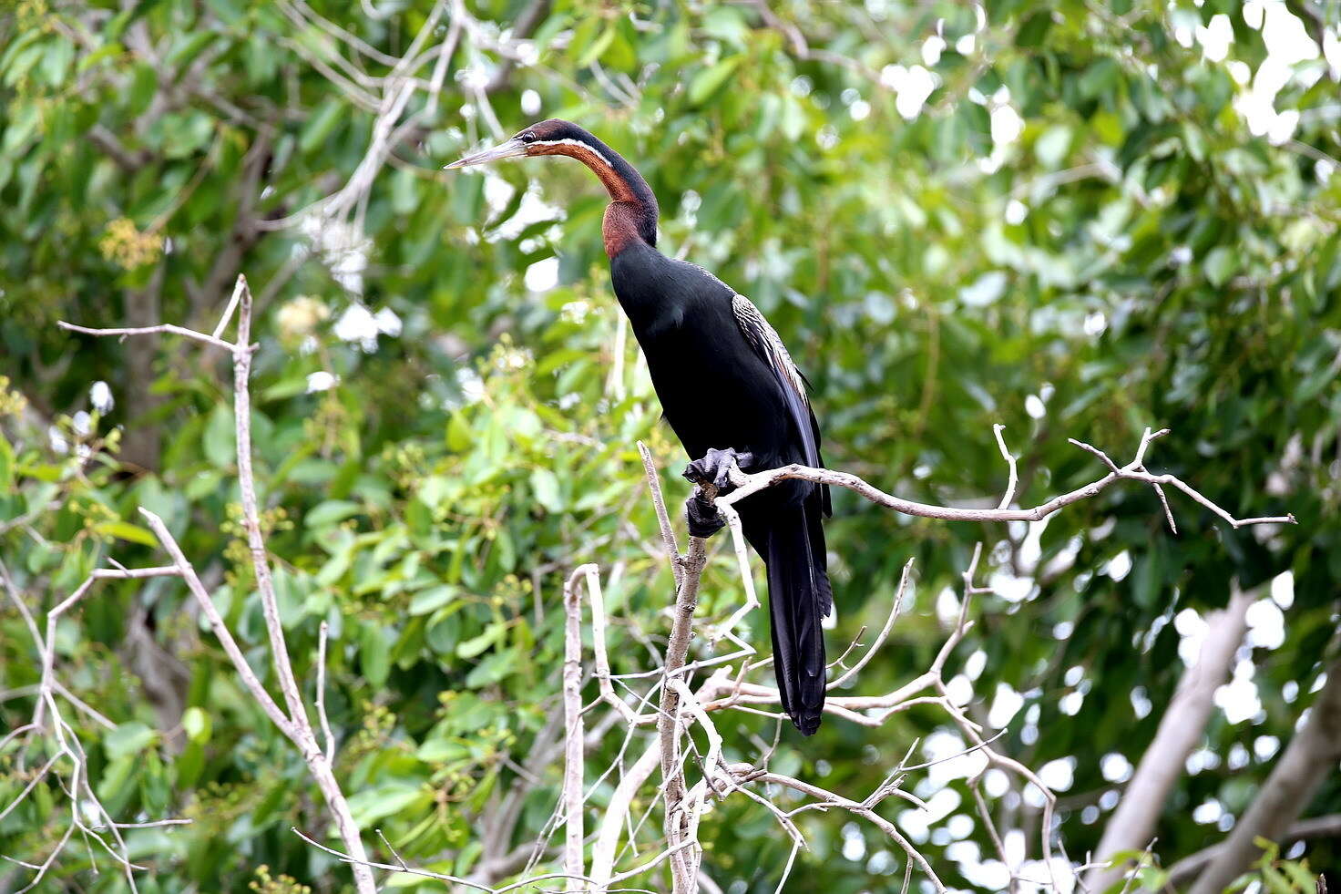 Image of African Darter