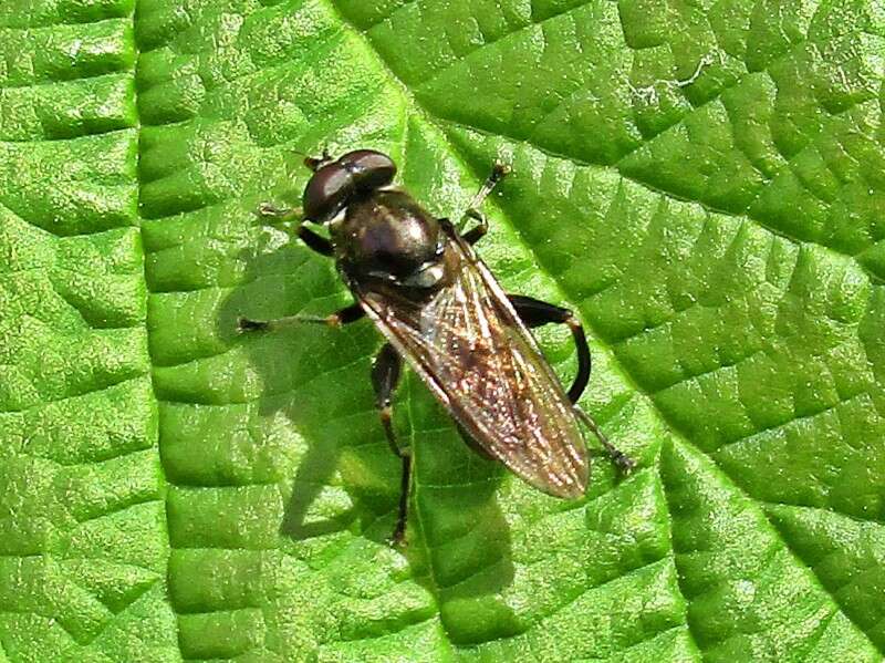 Image of Chalcosyrphus nemorum (Fabricius 1805)