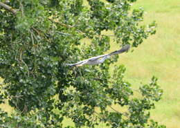 Image of Egretta novaehollandiae novaehollandiae