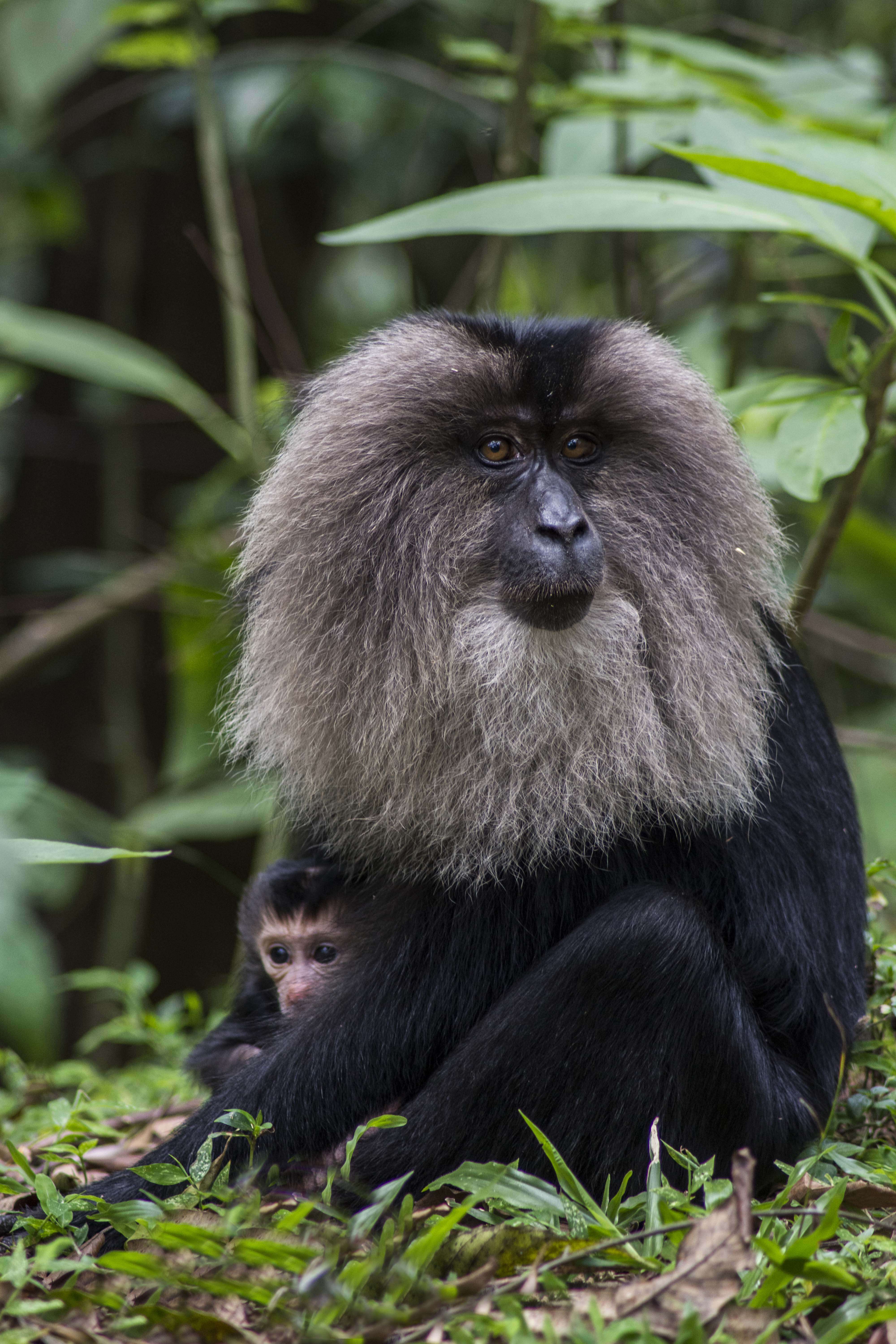 Image of Lion-tailed Macaque